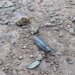 Coryphistes ruricola at Hackett, ACT - 9 Jan 2022 07:59 PM