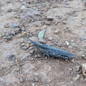 Coryphistes ruricola at Hackett, ACT - 9 Jan 2022 07:59 PM