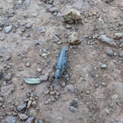 Coryphistes ruricola at Hackett, ACT - 9 Jan 2022 07:59 PM