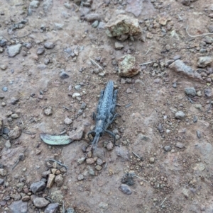 Coryphistes ruricola at Hackett, ACT - 9 Jan 2022