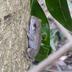 Litoria peronii (Peron's Tree Frog, Emerald Spotted Tree Frog) at Gateway Island, VIC - 9 Jan 2022 by ChrisAllen