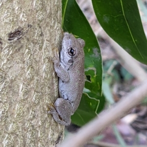 Litoria peronii at Gateway Island, VIC - 10 Jan 2022 07:58 AM