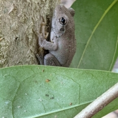 Litoria peronii at Gateway Island, VIC - 10 Jan 2022 07:58 AM