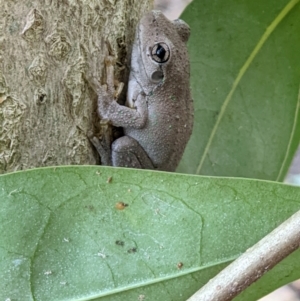 Litoria peronii at Gateway Island, VIC - 10 Jan 2022 07:58 AM