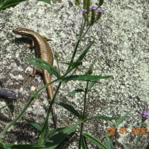 Eulamprus heatwolei at Paddys River, ACT - 9 Jan 2022