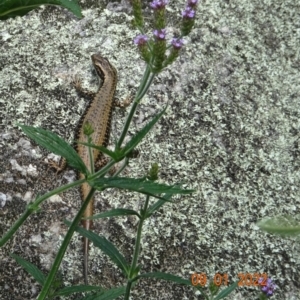 Eulamprus heatwolei at Paddys River, ACT - 9 Jan 2022