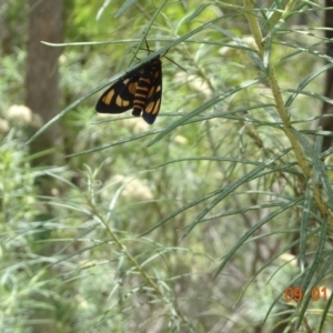 Amata (genus) at Paddys River, ACT - 9 Jan 2022