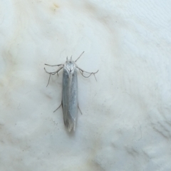 Philobota chionoptera (A concealer moth) at McKellar, ACT - 10 Jan 2022 by Amata
