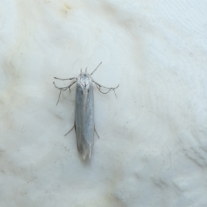 Philobota chionoptera at McKellar, ACT - suppressed