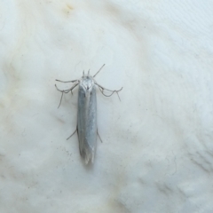 Philobota chionoptera (A concealer moth) at McKellar, ACT - 9 Jan 2022 by Birdy