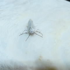 Philobota chionoptera at McKellar, ACT - 10 Jan 2022