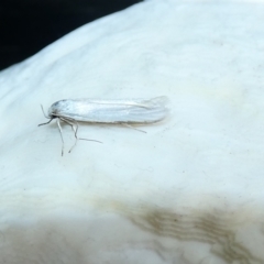 Philobota chionoptera at McKellar, ACT - suppressed