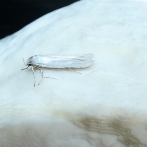 Philobota chionoptera at McKellar, ACT - suppressed