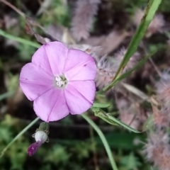 Convolvulus angustissimus subsp. angustissimus (Australian Bindweed) at Kambah, ACT - 10 Jan 2022 by RosemaryRoth