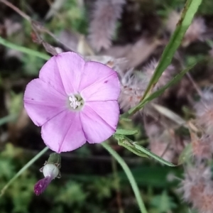 Convolvulus angustissimus subsp. angustissimus at Kambah, ACT - 10 Jan 2022