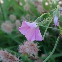 Convolvulus angustissimus subsp. angustissimus at Kambah, ACT - 10 Jan 2022