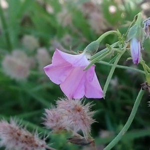 Convolvulus angustissimus subsp. angustissimus at Kambah, ACT - 10 Jan 2022