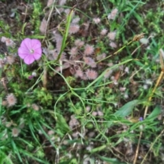 Convolvulus angustissimus subsp. angustissimus at Kambah, ACT - 10 Jan 2022 10:08 AM