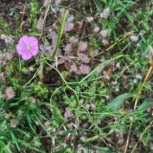 Convolvulus angustissimus subsp. angustissimus at Kambah, ACT - 10 Jan 2022 10:08 AM