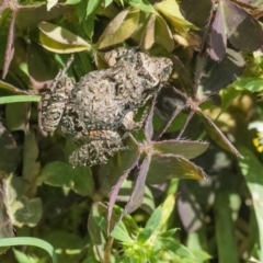 Crinia sp. (genus) (A froglet) at QPRC LGA - 8 Jan 2022 by WHall