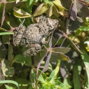 Crinia sp. (genus) at Googong, NSW - 8 Jan 2022