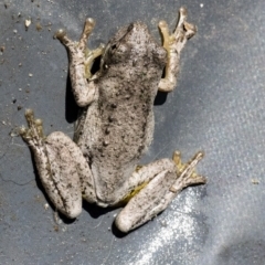 Litoria peronii (Peron's Tree Frog, Emerald Spotted Tree Frog) at Googong, NSW - 8 Jan 2022 by WHall