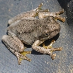 Litoria peronii at Googong, NSW - 8 Jan 2022 11:31 AM