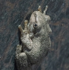 Litoria peronii at Googong, NSW - 8 Jan 2022