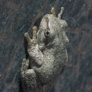 Litoria peronii at Googong, NSW - 8 Jan 2022 11:31 AM