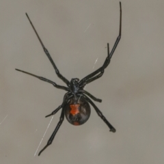 Latrodectus hasselti (Redback Spider) at QPRC LGA - 3 Jan 2022 by WHall