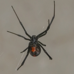 Latrodectus hasselti (Redback Spider) at Googong, NSW - 3 Jan 2022 by WHall