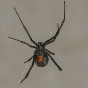 Latrodectus hasselti at Googong, NSW - 4 Jan 2022 10:11 AM