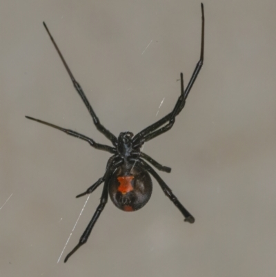 Latrodectus hasselti (Redback Spider) at QPRC LGA - 3 Jan 2022 by WHall