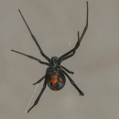 Latrodectus hasselti (Redback Spider) at Googong, NSW - 4 Jan 2022 by WHall