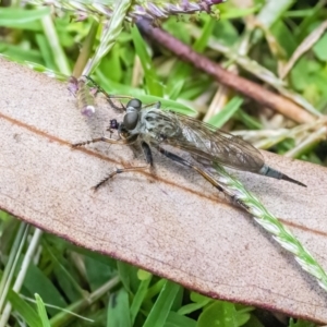 Cerdistus sp. (genus) at Googong, NSW - 8 Jan 2022