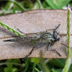 Cerdistus sp. (genus) at Googong, NSW - 8 Jan 2022 12:34 PM