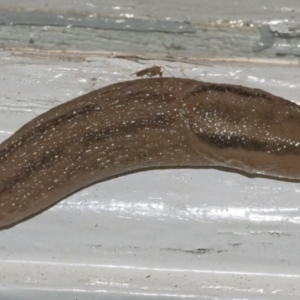 Ambigolimax sp. (valentius and waterstoni) at Googong, NSW - 6 Jan 2022