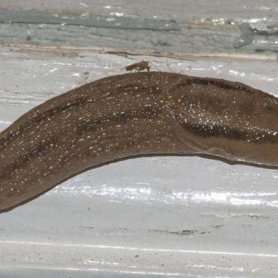 Ambigolimax nyctelia (Striped Field Slug) at QPRC LGA - 6 Jan 2022 by WHall