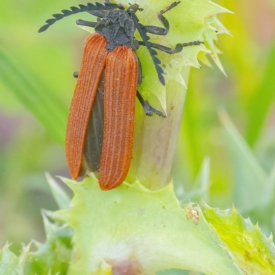 Porrostoma rhipidium (Long-nosed Lycid (Net-winged) beetle) at QPRC LGA - 8 Jan 2022 by WHall