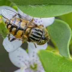 Eristalinus punctulatus (Golden Native Drone Fly) at QPRC LGA - 8 Jan 2022 by WHall