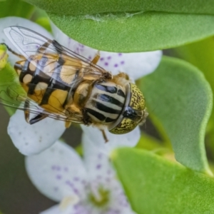 Eristalinus punctulatus at Googong, NSW - 9 Jan 2022 10:44 AM