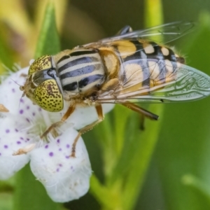 Eristalinus punctulatus at Googong, NSW - 9 Jan 2022 10:44 AM