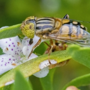 Eristalinus punctulatus at Googong, NSW - 9 Jan 2022 10:44 AM