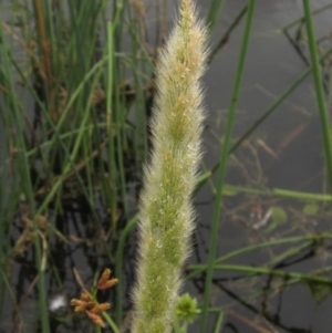 Polypogon monspeliensis at Dunlop, ACT - 27 Dec 2021