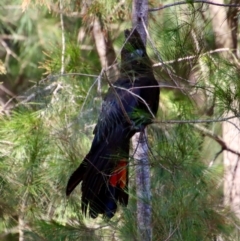 Calyptorhynchus lathami lathami (Glossy Black-Cockatoo) at Broulee Moruya Nature Observation Area - 10 Jan 2022 by LisaH