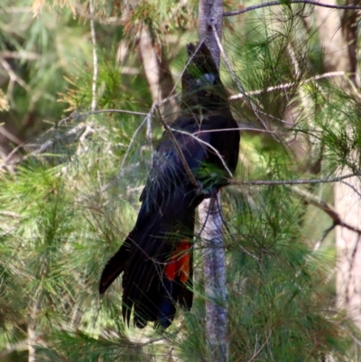 Calyptorhynchus lathami (Glossy Black-Cockatoo) at Moruya, NSW - 10 Jan 2022 by LisaH