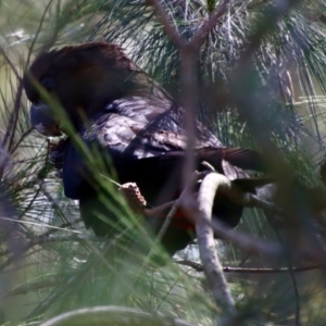 Calyptorhynchus lathami lathami at Moruya, NSW - suppressed