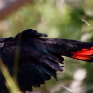 Calyptorhynchus lathami lathami at Moruya, NSW - suppressed