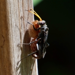 Pompilidae (family) (Unidentified Spider wasp) at Broulee Moruya Nature Observation Area - 10 Jan 2022 by LisaH