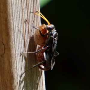 Pompilidae (family) at Moruya, NSW - 10 Jan 2022